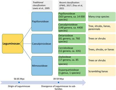 Unraveling Origin, History, Genetics, and Strategies for Accelerated Domestication and Diversification of Food Legumes